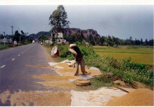 Le riz à sécher sur l’asphalte